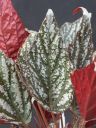 Begonia x hybrida ’Jolly Silver’: particolare delle foglie
