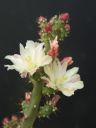 Opuntia salmiana: particolare dei fiori