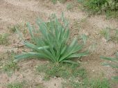 Pancratium maritimum in natura