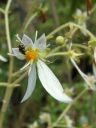 Saxifraga stolonifera: particolare del fiore