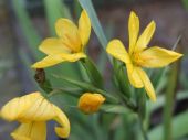 Sisyrinchium palmifolium