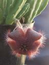 Stapelia hirsuta var. comata